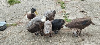 Indický běžec - 2