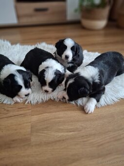 Štěňátka Border kolie - 2