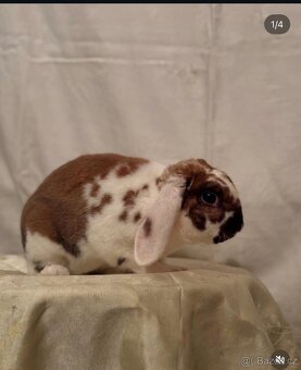 Zakrslý rex  beran - Tweety - 2