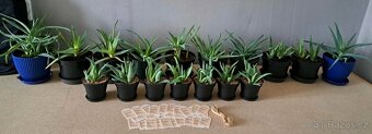Pravá Aloe Vera - vhodná i jako dárek - 2