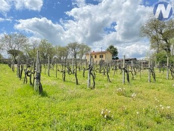 Rezidence Bellavista s vinicí u Monte San Savino, Toskánsko - 2