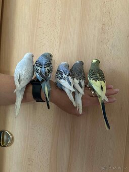 Prodám mladé andulky po vylétnutí z budky - 2