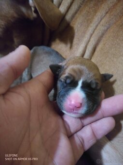 Americký stafordšírský teriér - 2