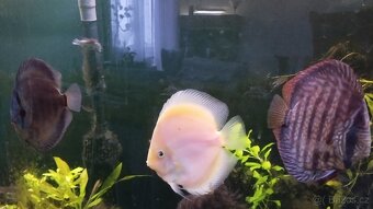 Prodám terčovce - 2