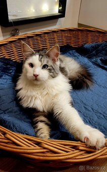 Mainská mývalí-krytí - 2