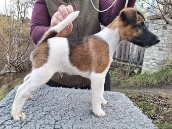 Foxteriér hladkosrstý - 2