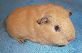 Kalifornské morče - 2