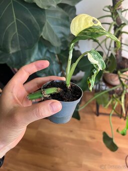 Monstera Adansonii Variegata - 2