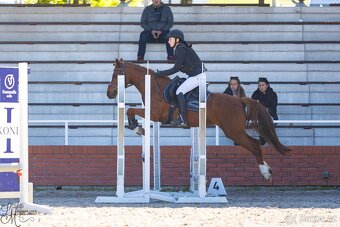 Všestranná šestiletá pony klisna - 2