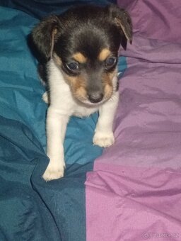 Jack Russell teriér - 2