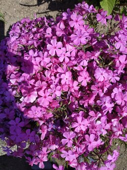 Phlox trvalka do zahrady - 2