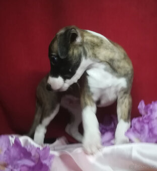 Whippet bez PP po obou rodičích s PP ( FCI) - 2