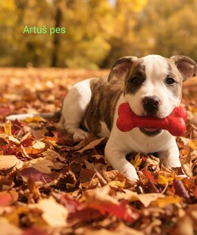 Americký stafordšírský teriér- štěňátka s PP - 2