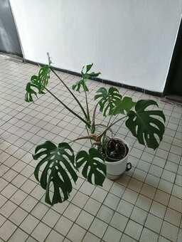 Monstera deliciosa - 2
