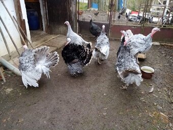 Krůta bronzová - 2