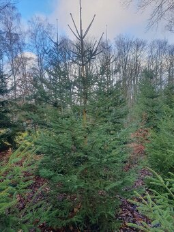 Vánočni stromek smrk - 2