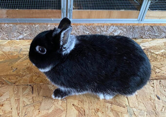 Zakrslý králík - 2