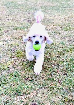 Pudl velký královský s PP - 2