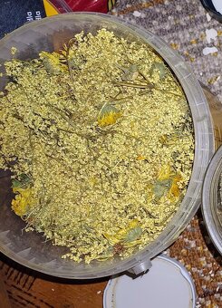 Rýmovník bylinka - 2