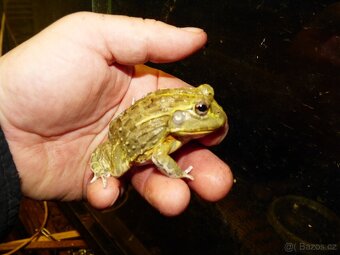 Hrabatka drsná (Pyxicephalus adspersus) - 2