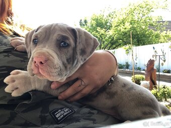 American bull XL, American bully, americký bull - 2