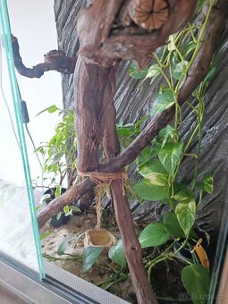 Zařízené terárium pro chameleona - 2