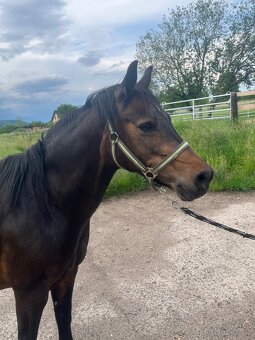 Klisna Welsh pony C - 2