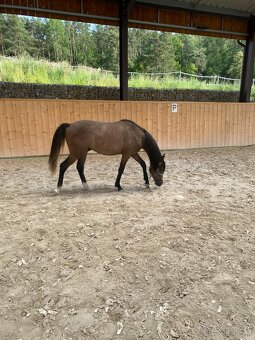 Hřebeček Český sportovní pony B - 2