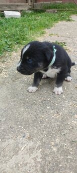Štěně husky x labrador - 2