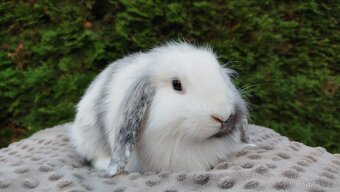 Zakrslý beránek, králíček, králík - MOLLY - 2