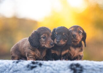 Jezevčík dlouhosrstý trpasličí/králičí - 2