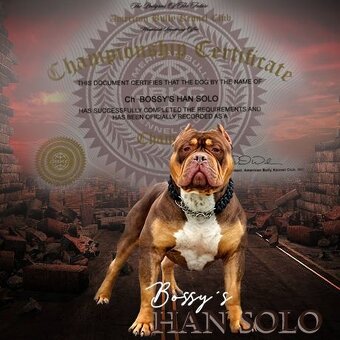 American bully - 2