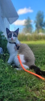 Nabízím kocoura ke krytí - 2