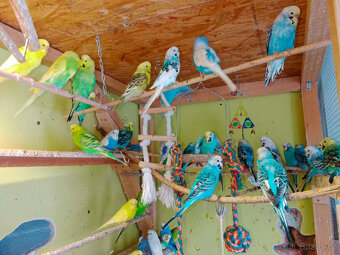 andulky duhovky,texas,zebřičky,korely,prodám - 2