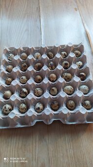 Křepelčí vajíčka - 2