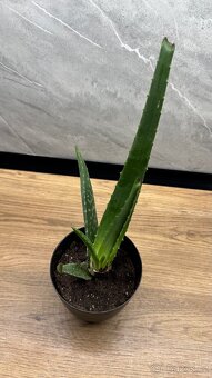 Aloe vera - 2