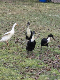 Kachny - indický běžec - 2