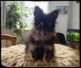 Pomeranian fenka s PP mini Black &tan - 2