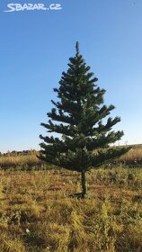 Vánoční stromeček, výška 180 cm - 2