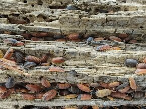 Tropické stínky porcellio scaber – lava - 2
