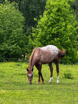 Appaloosa valach - 2