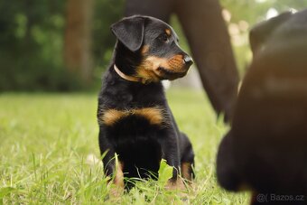 Beauceron štěńátko fenka s PP - 2