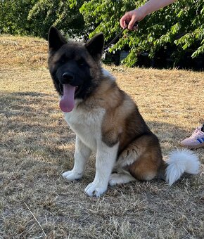 Americká Akita - 2