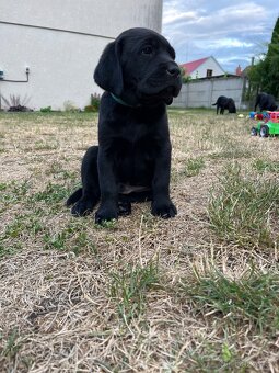 Labradorský retrívr - 2