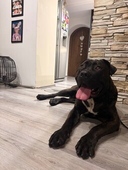 Canecorso mix - 2