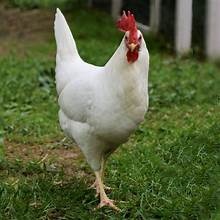KOHOUTI - ŠVÉDSKÁ KĚTINA A DALŠÍ DRUHY... - 2