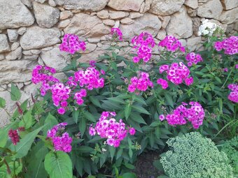 Floxy  více kultivarů - 2