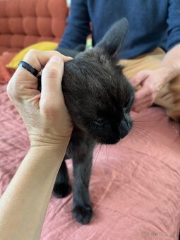 Britsky kocourek - 2