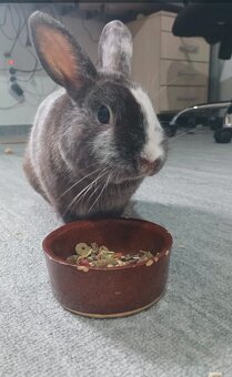 Zakrslý králík - 2