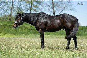 Připouštění hřebcem double registr QH/PH 7 Panel N/N - 2